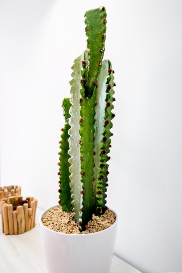 Cactus Apartment San Miguel de Abona Eksteriør bilde